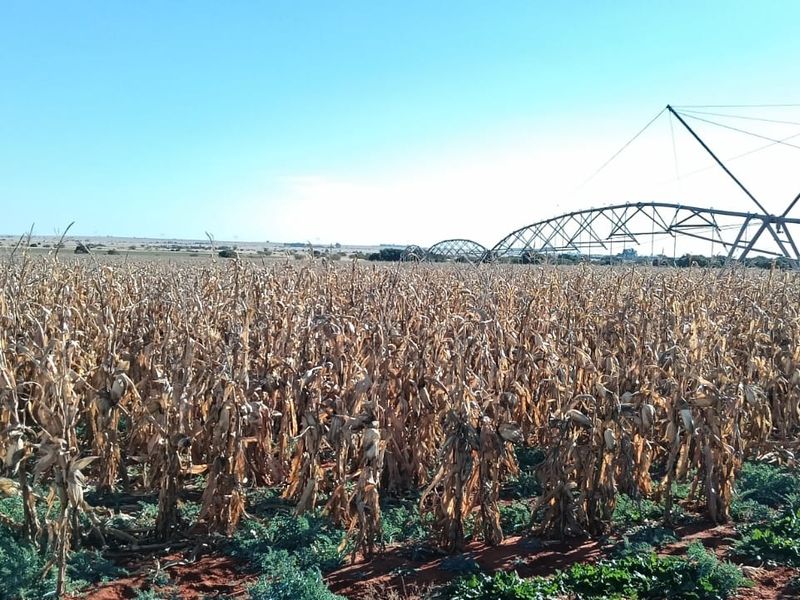 IRRIGATION FARM. 20 BORHOLES. SEVEN IRRIGATION TOWERS. CATTLE FARM - Photo 7