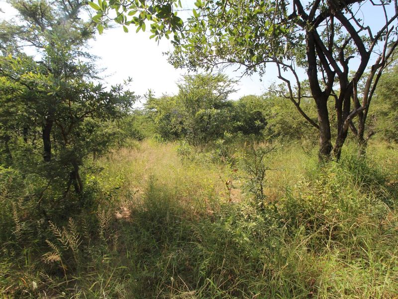 A view of a vacant residential plot featuring established indigenous trees and natural vegetation.