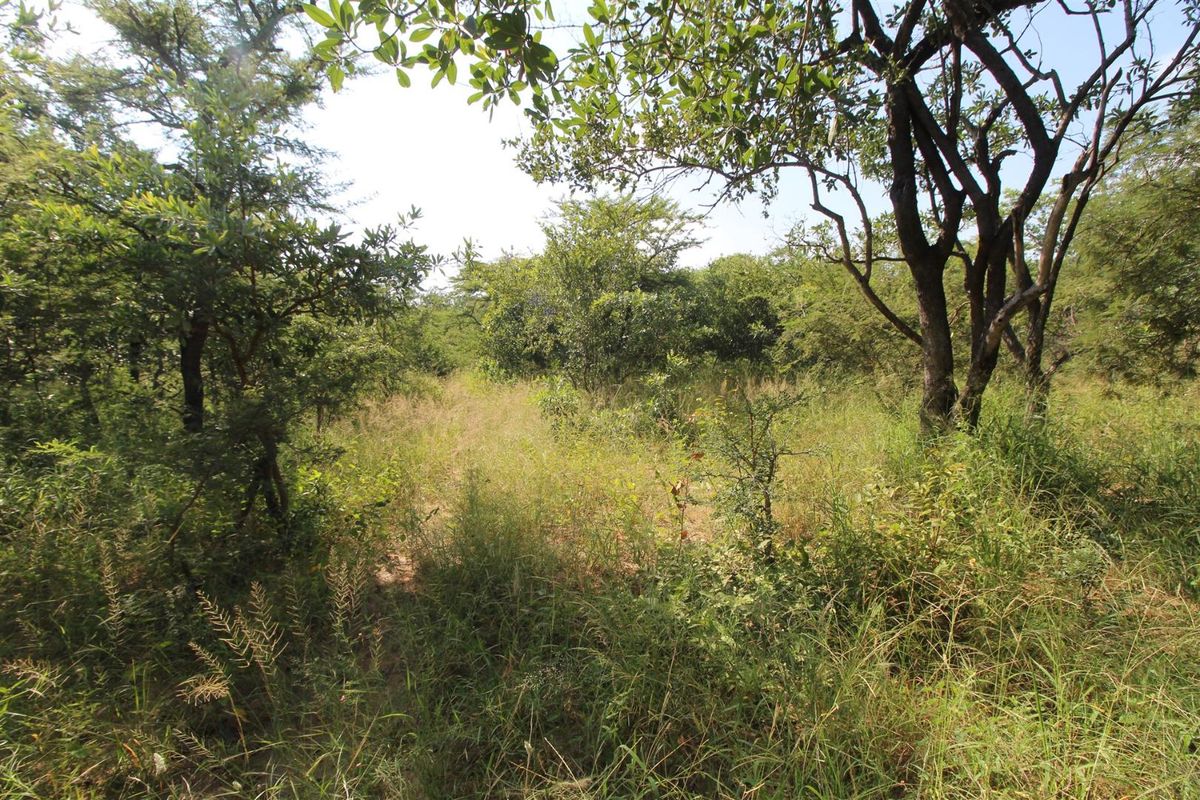 A view of a vacant residential plot featuring established indigenous trees and natural vegetation.
