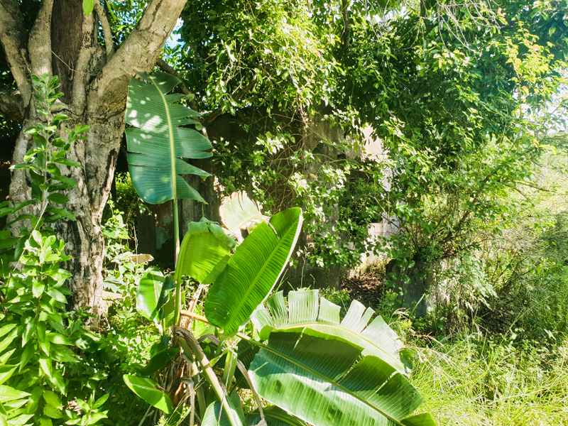 Farm for Sale Port Shepstone - Photo 9