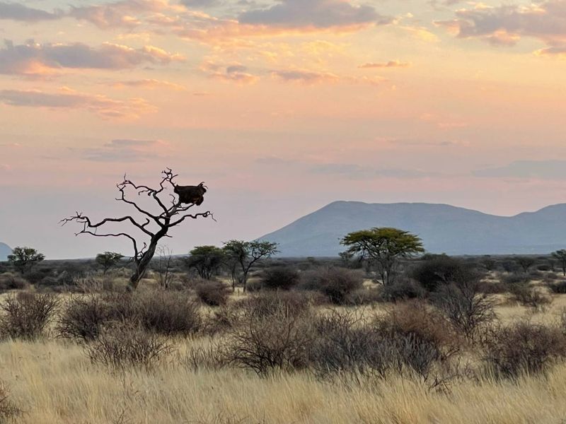A scenic view of the expansive agricultural land featuring native vegetation, scattered trees, and distant mountain vistas under a soft sunset sky.