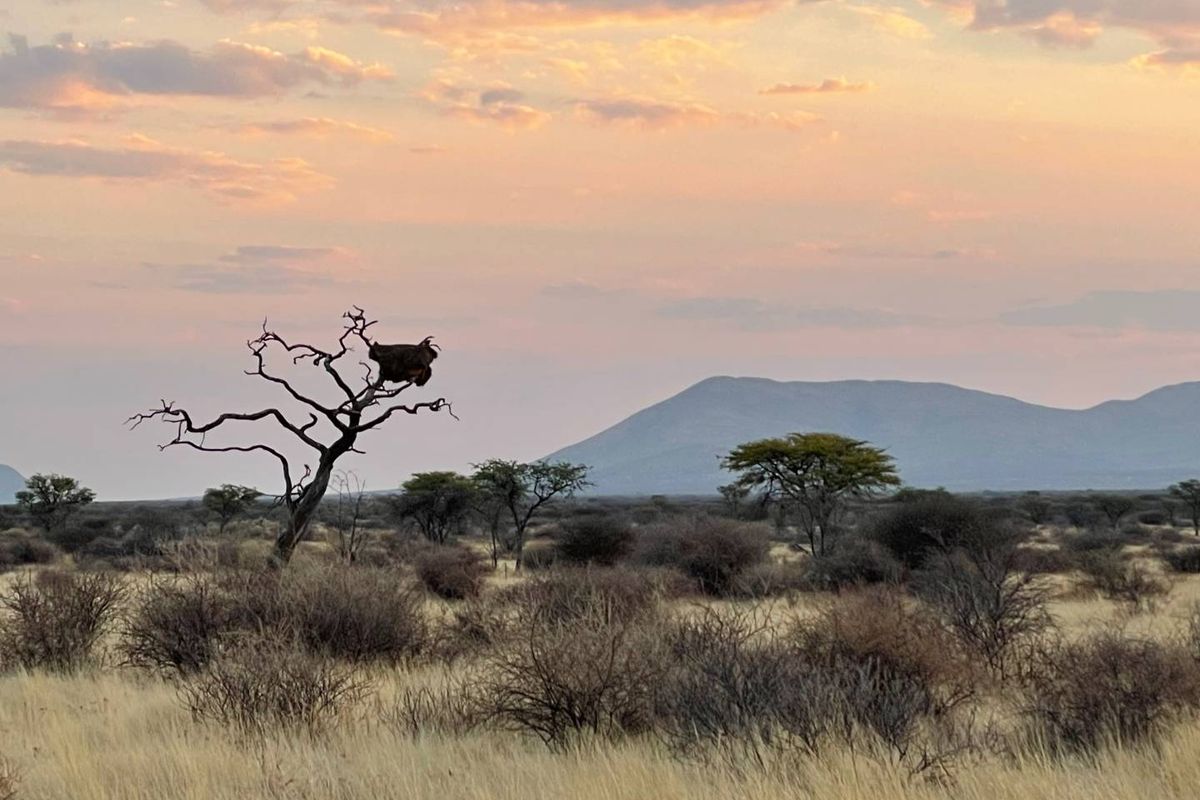 A scenic view of the expansive agricultural land featuring native vegetation, scattered trees, and distant mountain vistas under a soft sunset sky.