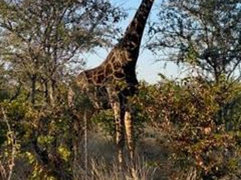 **A Rare Opportunity to Own a Piece of Paradise in Buffelsdrift Game Reserve** - Photo 6