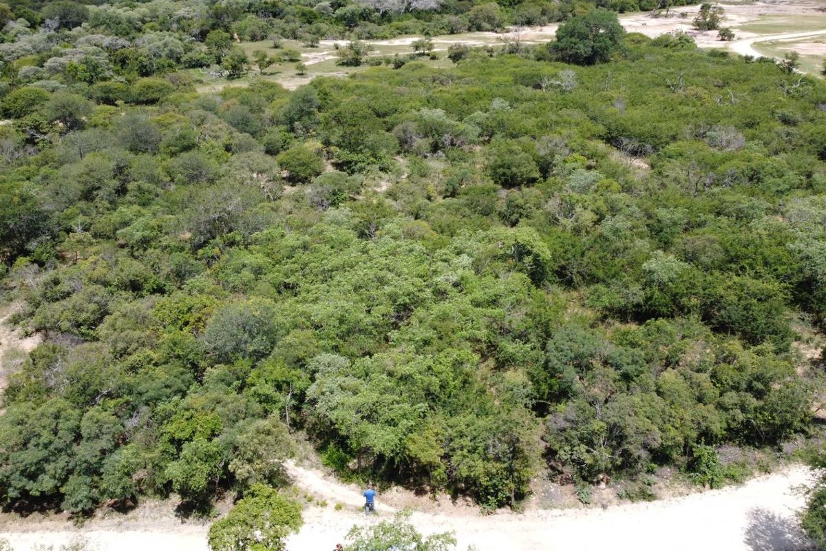 An aerial view of a large, undeveloped residential plot featuring dense natural vegetation and native trees.