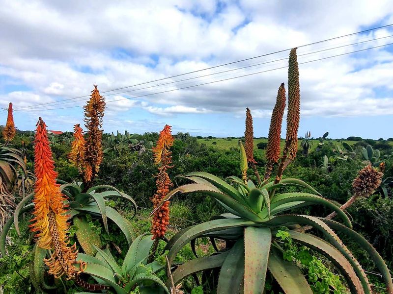 LIFESTYLE FARM FOR SALE - Photo 10