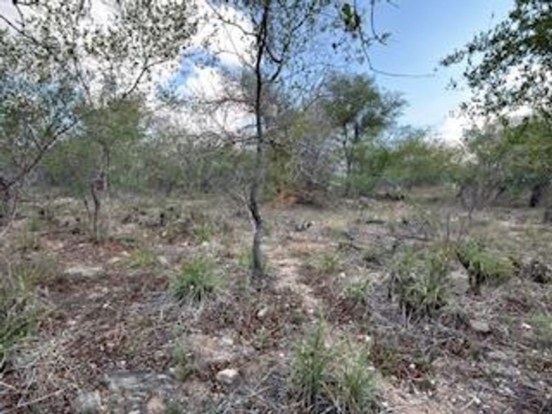 A view of the vacant residential land featuring natural vegetation, mature trees, and rocky ground cover.