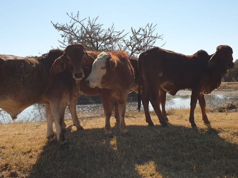 STUNNING 340-HECTARE GAME AND CATTLE FARM FOR SALE – JUST 8 KM FROM NABOOMSPRUIT - Photo 6