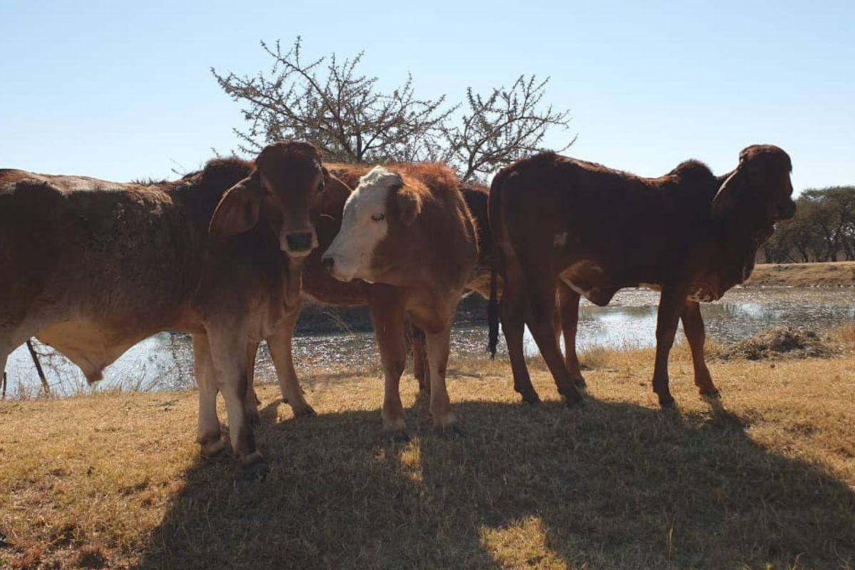 340 HA BUSHVELD FARM & ECO-TOURISM INVESTMENT FOR SALE – 8 KM FROM MOOKGOPONG (NABOOMSPRUIT) LIMPOPO - Photo 5