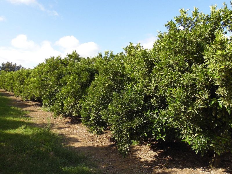 Sunland - 6.99 ha Citrus - Farm for sale - 2 Houses - Photo 4