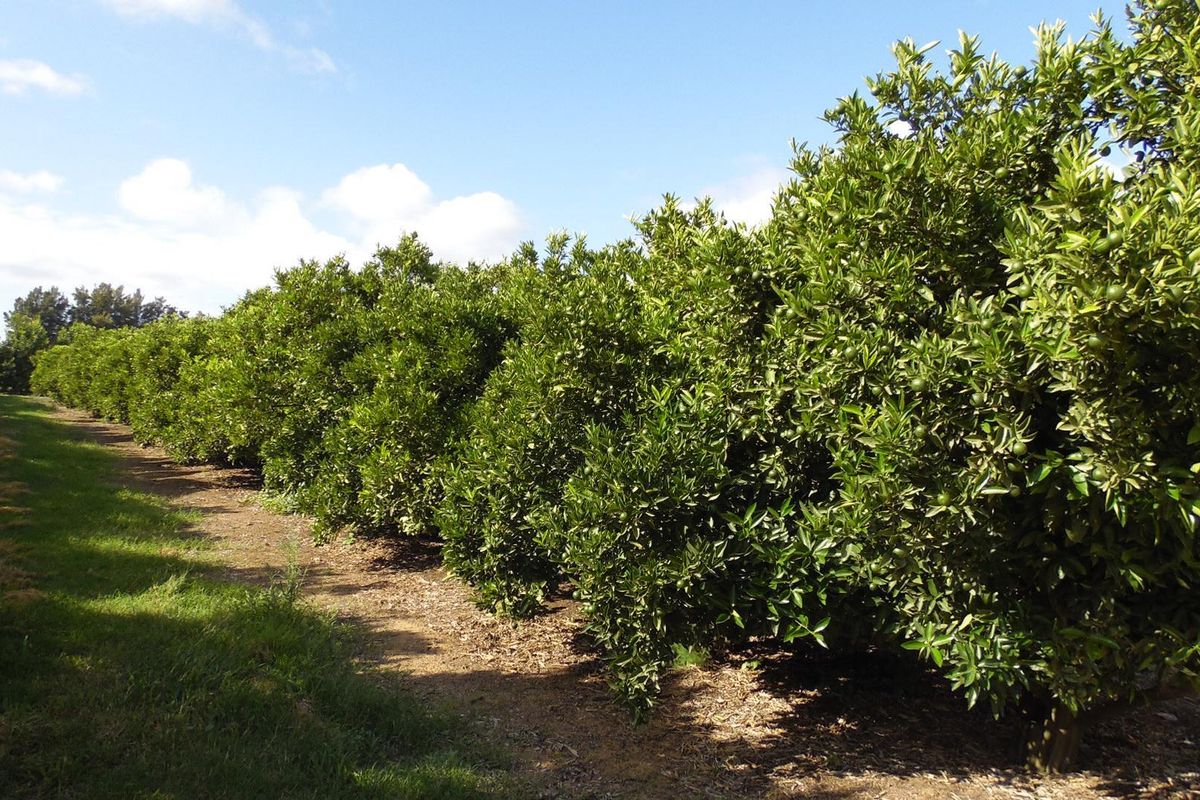 Sunland - 6.99 ha Citrus - Farm for sale - 2 Houses - Photo 4