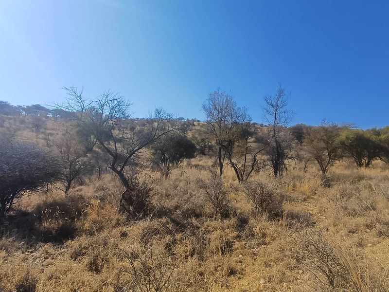 A wide-angle view of the natural landscape featuring dry vegetation and scattered trees on a hillside under a clear blue sky.