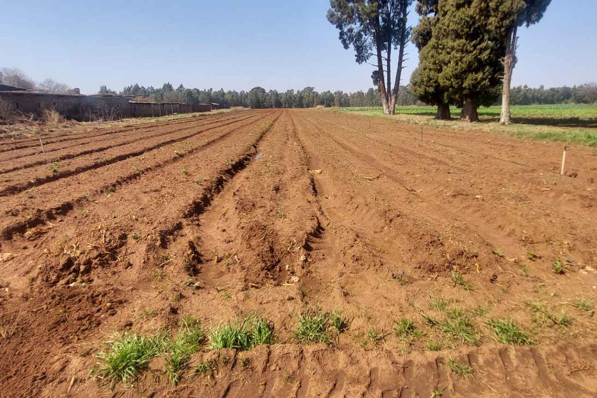Expansive agricultural land featuring tilled soil, irrigation infrastructure, and mature trees, suitable for farming or cultivation purposes.