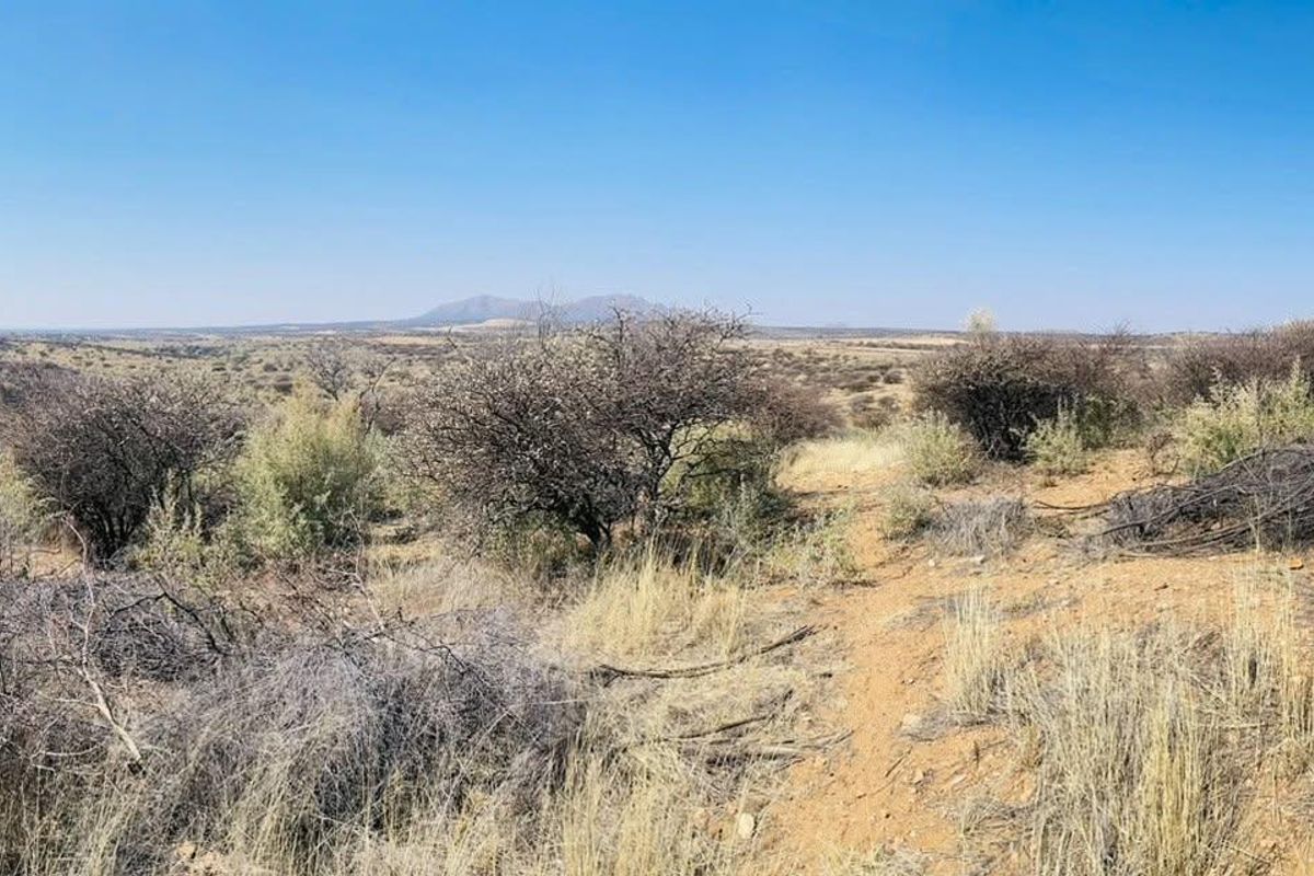 A panoramic view of the natural landscape featuring native shrubs and dry grasses under a clear blue sky.