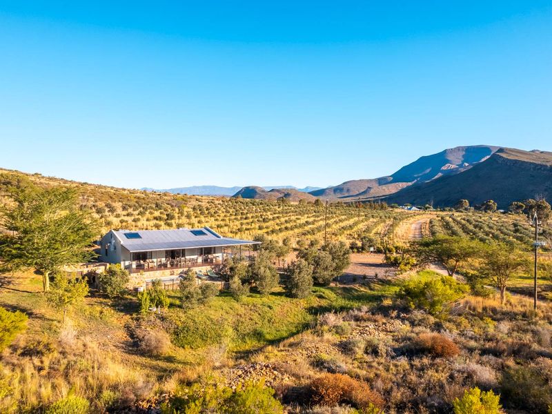 AN INVESTMENT IN PEACE, PURPOSE AND UNPARALLELED BEAUTY - ORGANIC OLIVE FARM FOR SALE - Photo 10