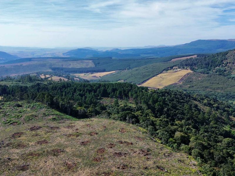 25-Hectare Vacant Land with Forest and Panoramic Views in the Midlands, Howick Rural - Photo 10