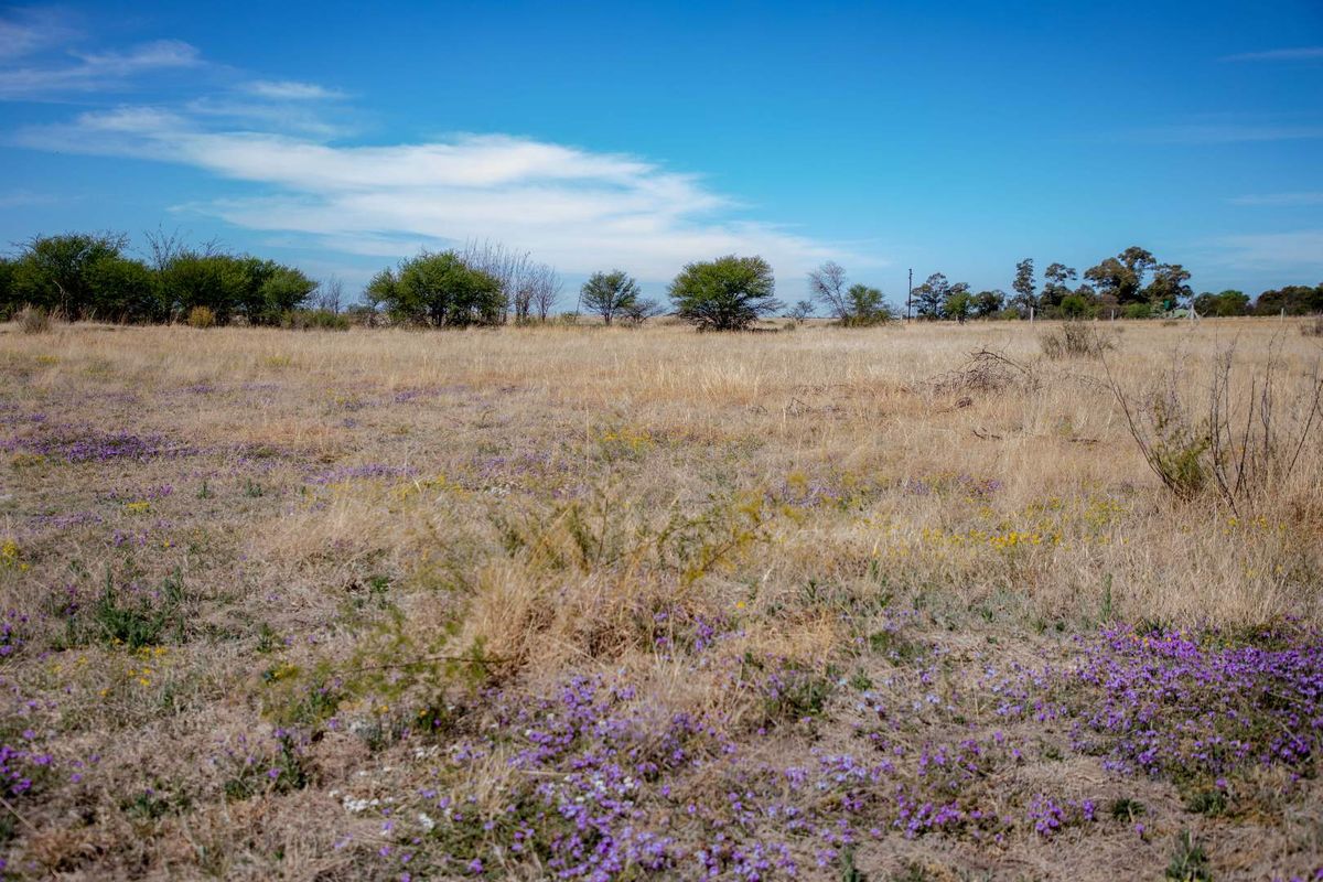 Vacant Land near Weltevrede Dam, Koppies - Plot 351 - Photo 5