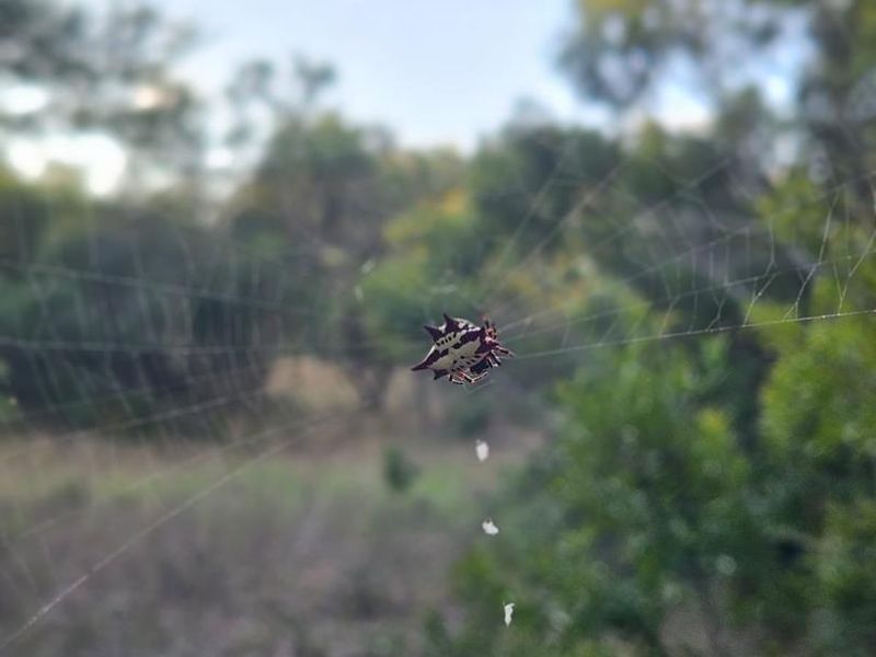 Vacant Land in MODITLO NATURE RESERVE - Photo 5