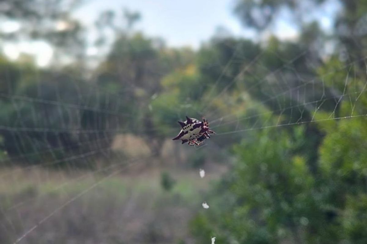 Vacant Land in MODITLO NATURE RESERVE - Photo 5