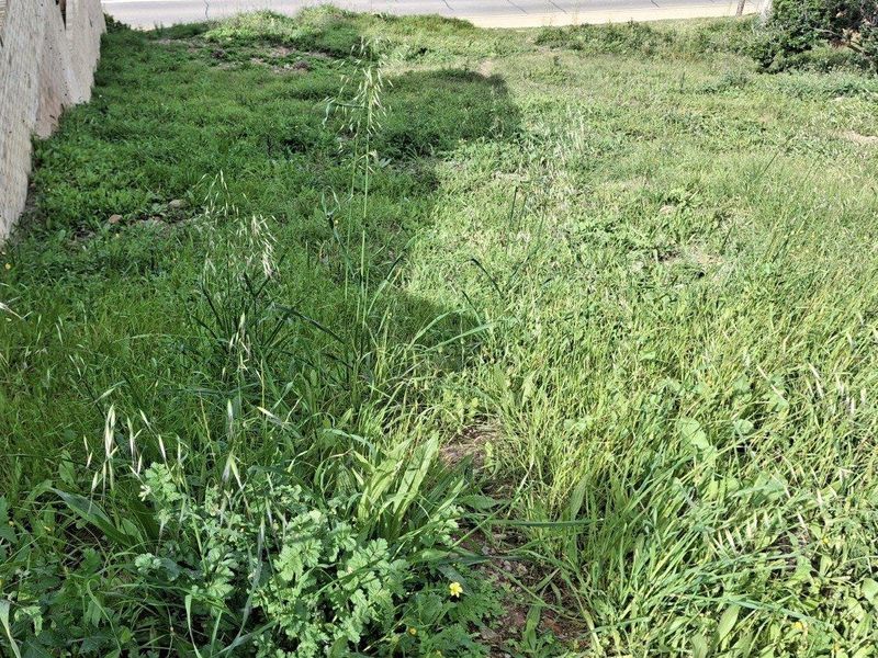 An overgrown residential plot featuring a brick retaining wall and natural grass coverage.