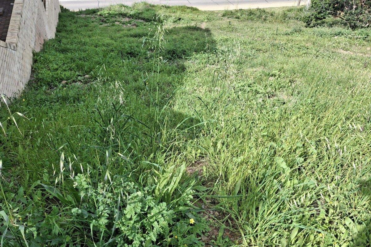 An overgrown residential plot featuring a brick retaining wall and natural grass coverage.