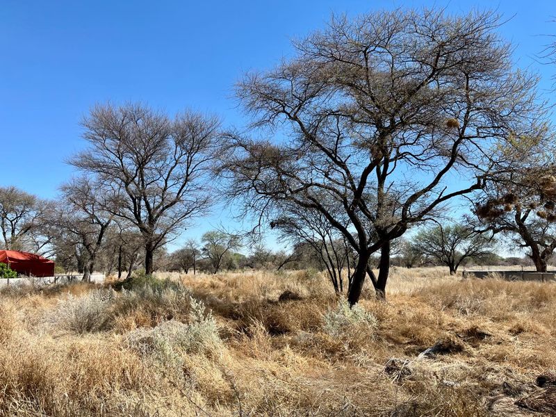 A view of a vacant residential plot featuring mature trees and dry natural vegetation under a clear blue sky.