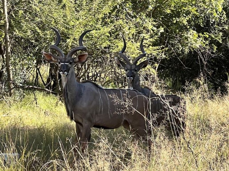 A view of wildlife on the vacant residential land, showcasing the natural bushveld environment.