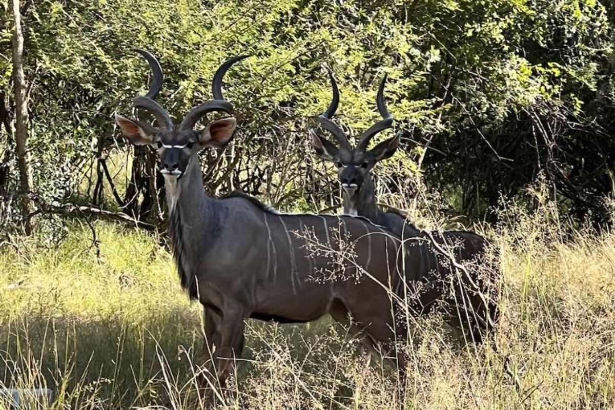 A view of wildlife on the vacant residential land, showcasing the natural bushveld environment.