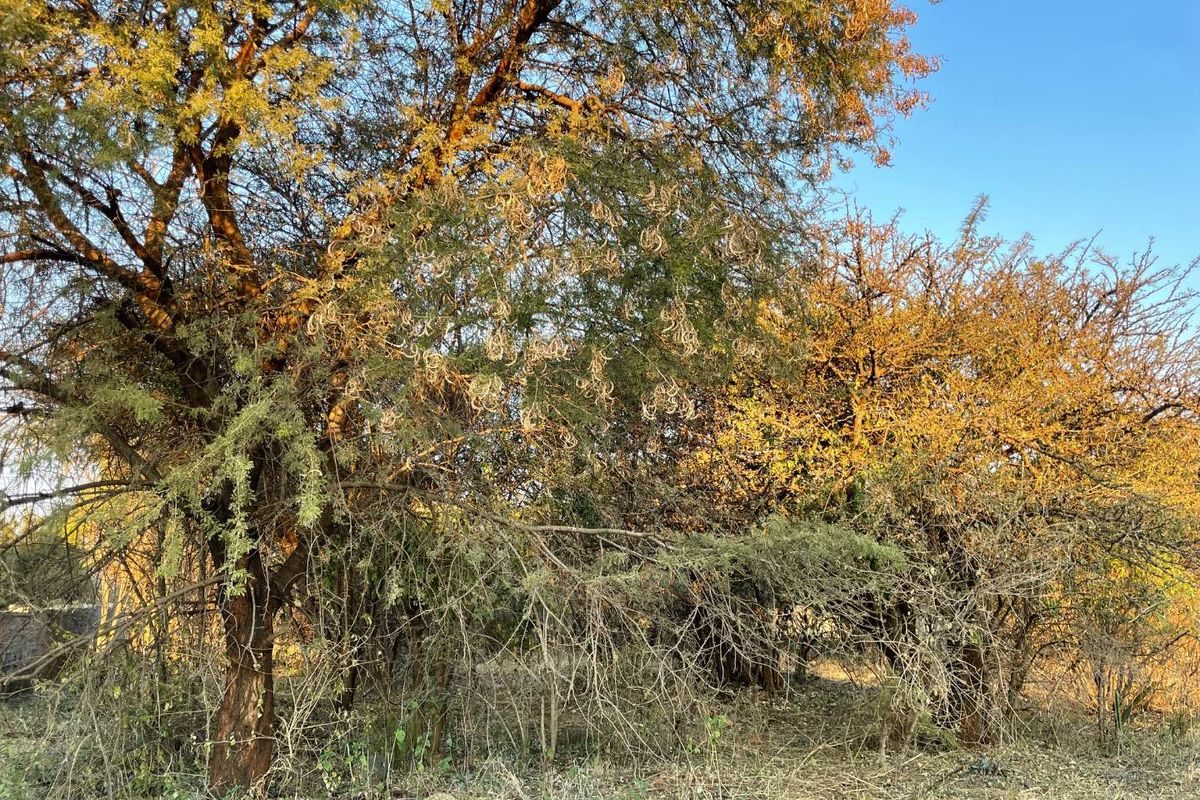 A view of the natural vegetation and mature trees on the vacant residential land plot.