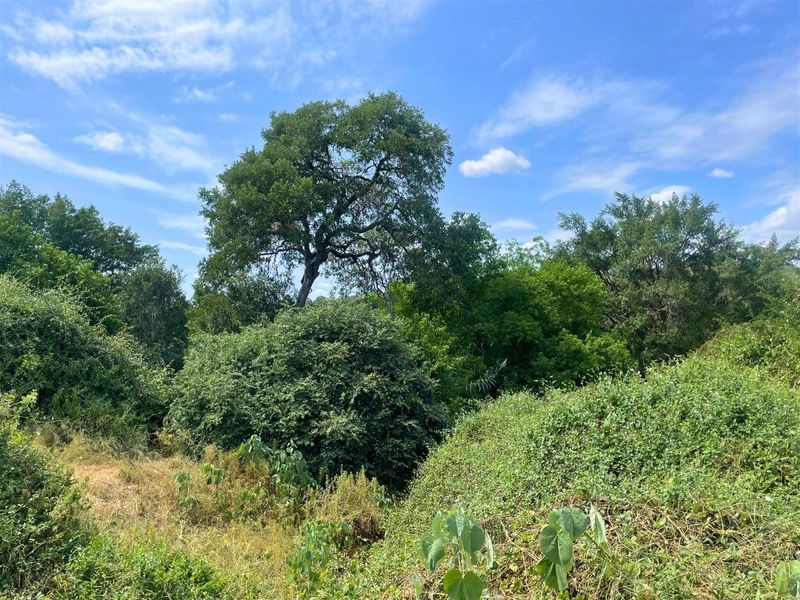 Riverside Stand in Elephant Rock Eco Estate - Photo 5