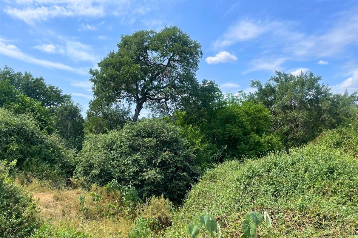 Riverside Stand in Elephant Rock Eco Estate - Photo 5