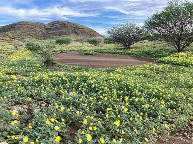 Vacant 13HA undeveloped land for Sale in Daan Viljoen area - Photo 10