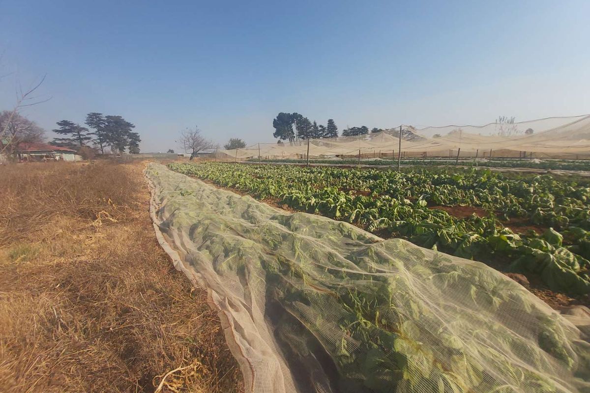 Expansive agricultural land featuring established crop rows protected by extensive netting infrastructure, suitable for small-scale farming operations.