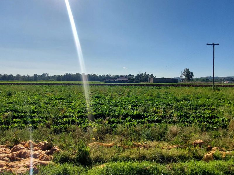 A wide-angle view of open farmland with cultivated crops, a utility pole, and distant structures under a clear blue sky.