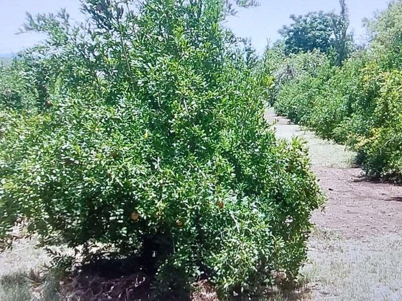 Prime 2.14Ha Farm in the Niche Market of Mushrooms and Pomegranates - Photo 2