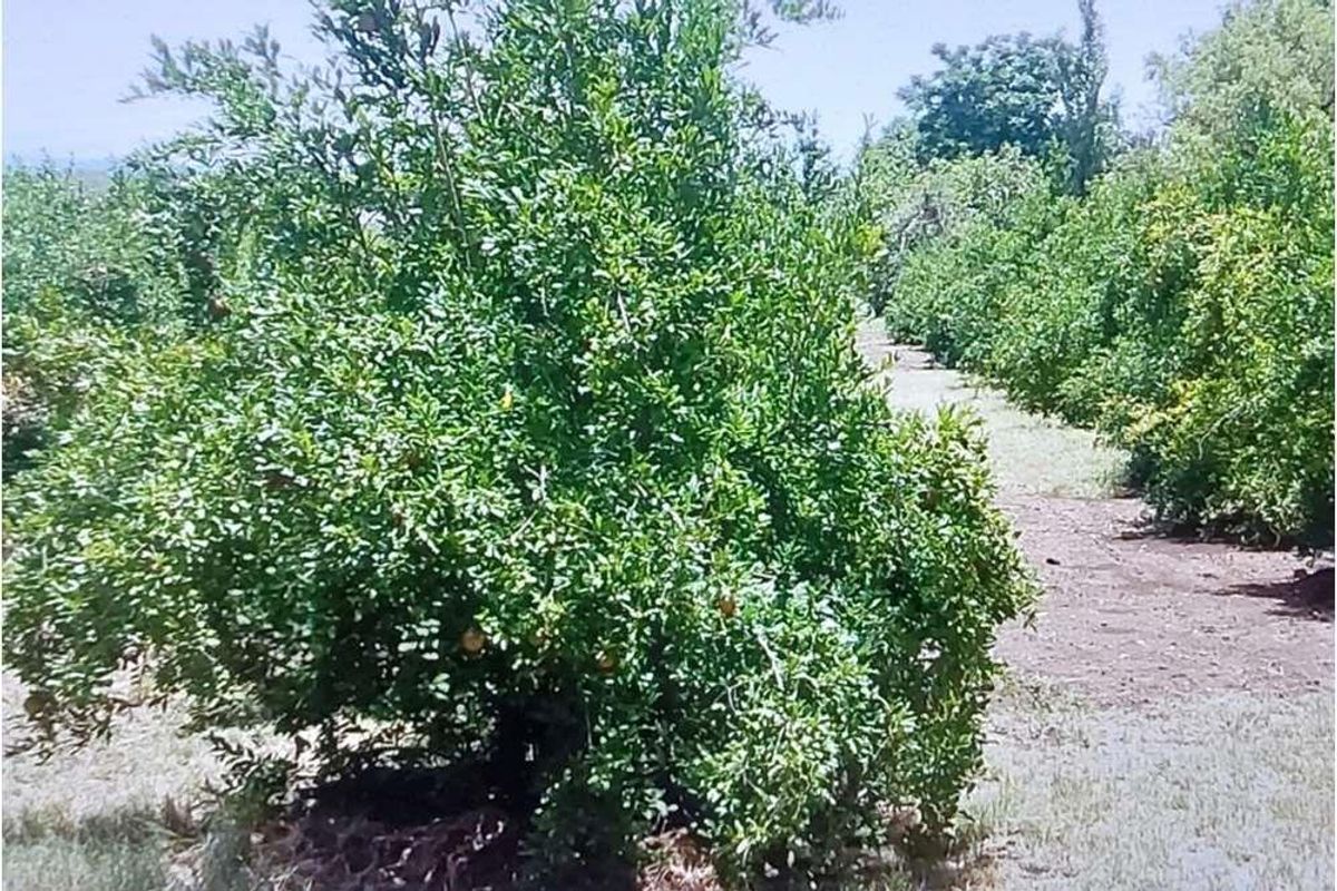 Prime 2.14Ha Farm in the Niche Market of Mushrooms and Pomegranates - Photo 2