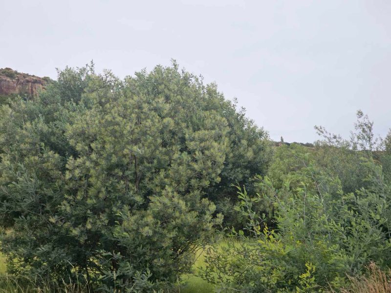 **Prime Vacant Land Opportunity: 1180 sqm at the Mountain's Foot** - Photo 2