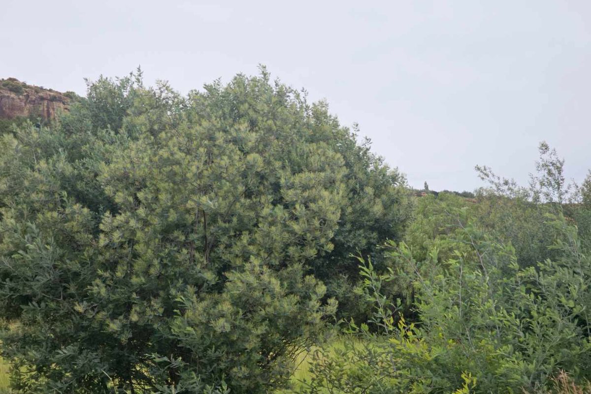 **Prime Vacant Land Opportunity: 1180 sqm at the Mountain's Foot** - Photo 2