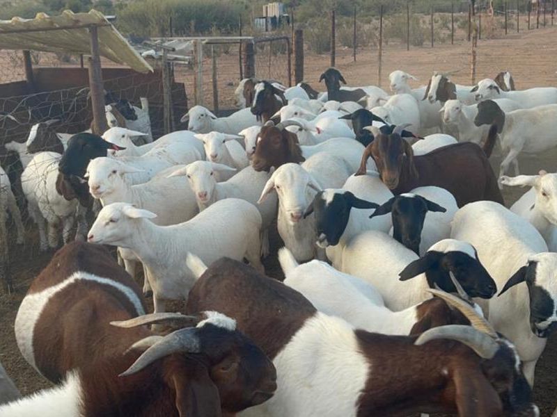 A Lifestyle Investment in the Heart of Nature - Photo 6