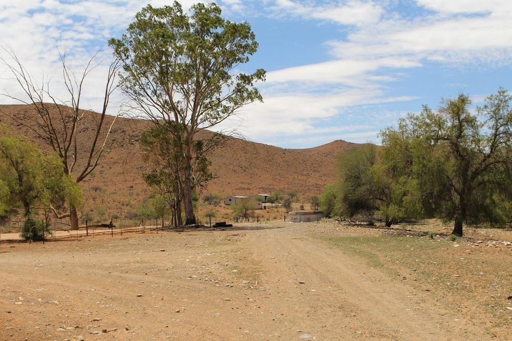 Another gravel road and a tall tree