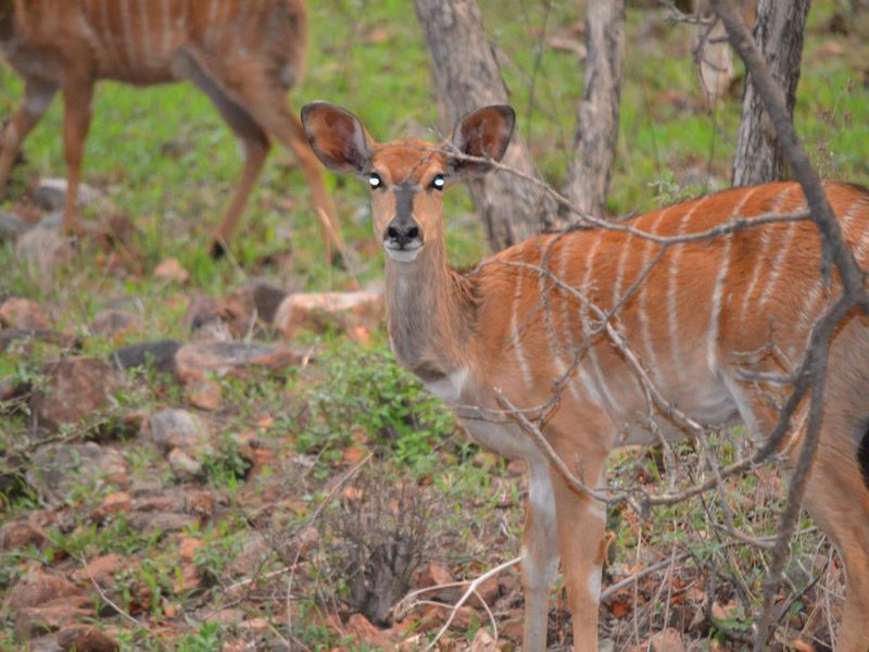 360 GAME FARM AND LODGE FOR SALE BETWEEN BRITS AND THABAZIMBI - Photo 8