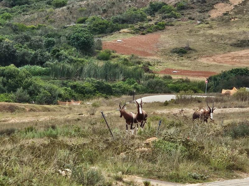 A scenic view of natural landscape featuring indigenous vegetation and wildlife, showcasing the property's surrounding environment and estate setting.