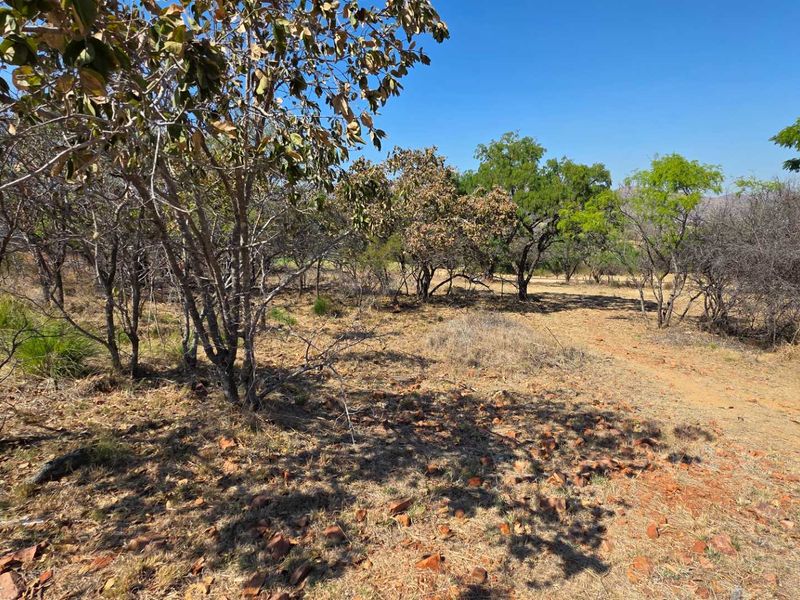 A natural, undeveloped outdoor area featuring native trees and dry, rugged terrain under a clear blue sky.