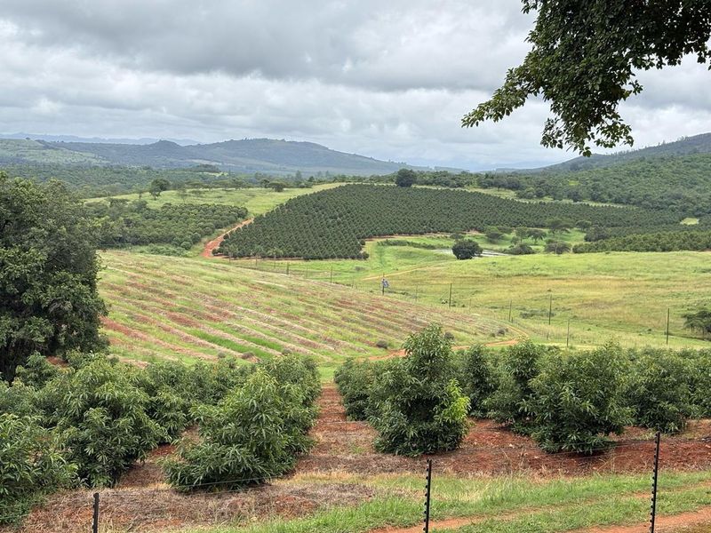 Agricultural Gem: Cleared Land & Established Orchards! - Photo 3