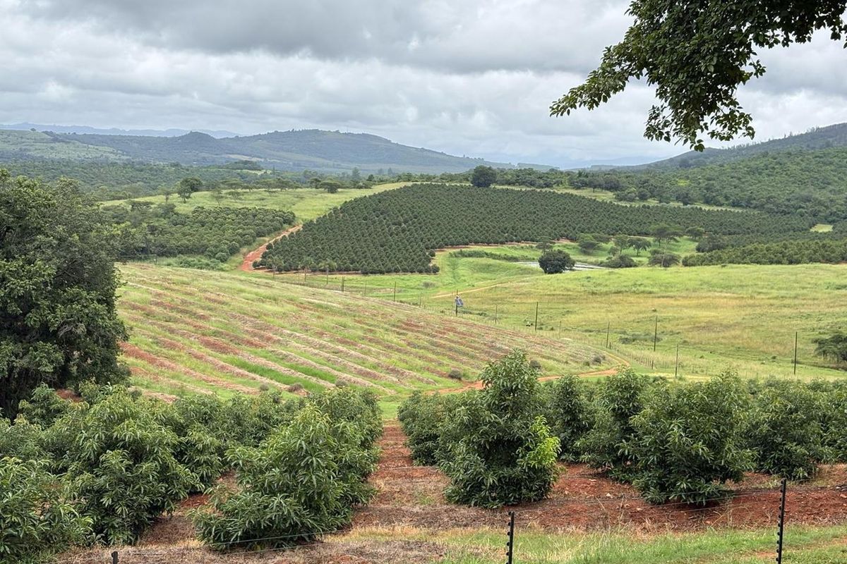 Agricultural Gem: Cleared Land & Established Orchards! - Photo 3