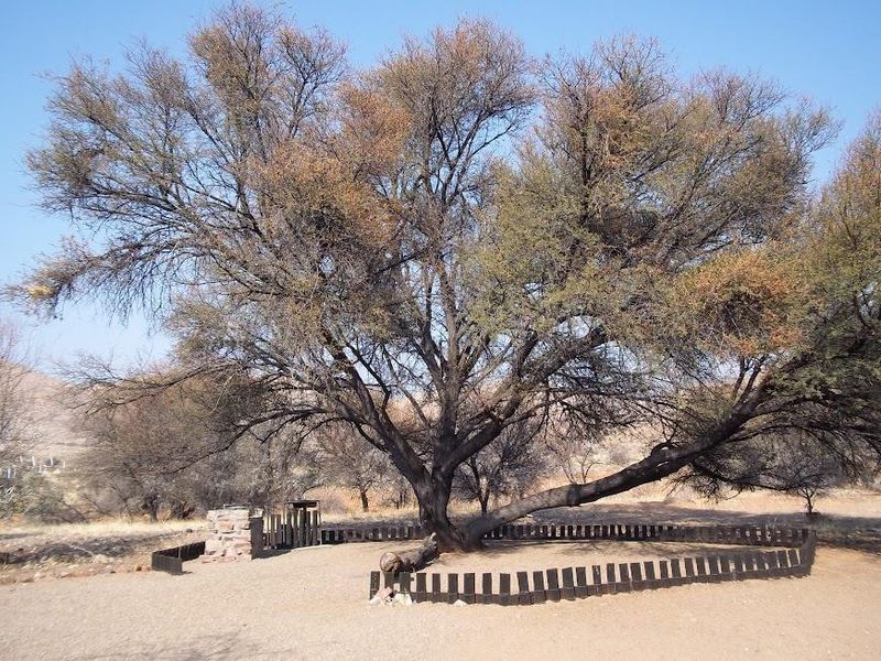 A natural outdoor garden area featuring a large mature tree, a stone braai, and low metal perimeter fencing on a gravel surface.