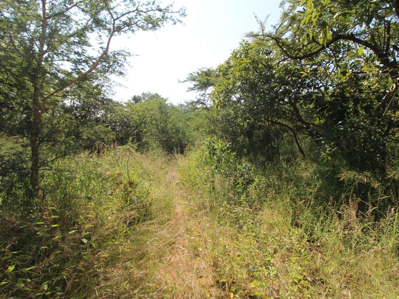 A view of the natural, undeveloped residential land featuring dense indigenous trees and wild grass cover.