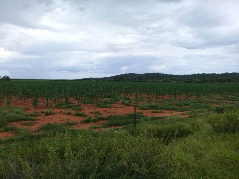 FOR SALE - PRIME 25 HA IRRIGATION PLOT FOR SALE IN TSUMEB DISTRICT - Photo 3