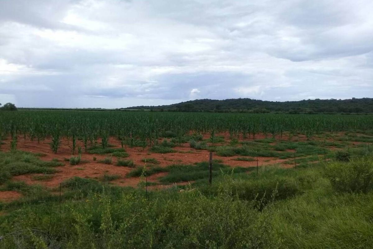 FOR SALE - PRIME 25 HA IRRIGATION PLOT FOR SALE IN TSUMEB DISTRICT - Photo 3
