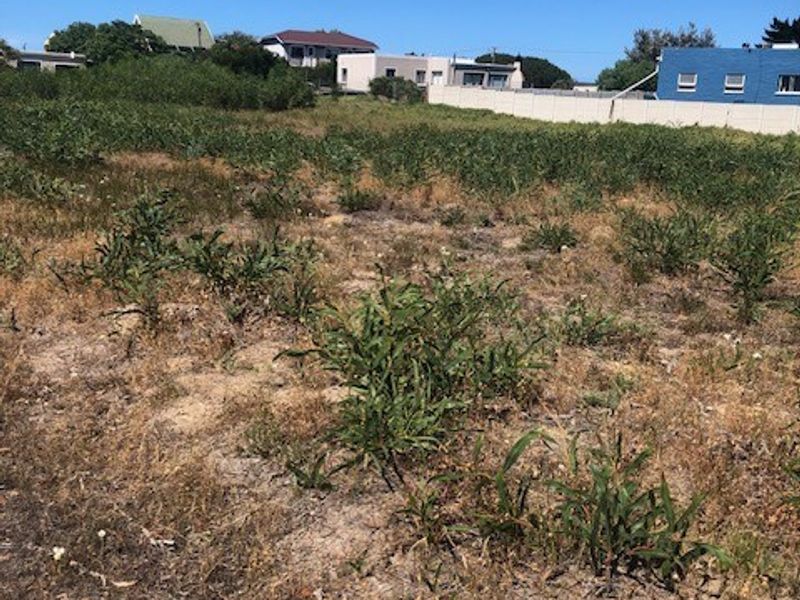 A vacant residential plot featuring natural vegetation and a boundary wall, situated in a developed neighborhood.