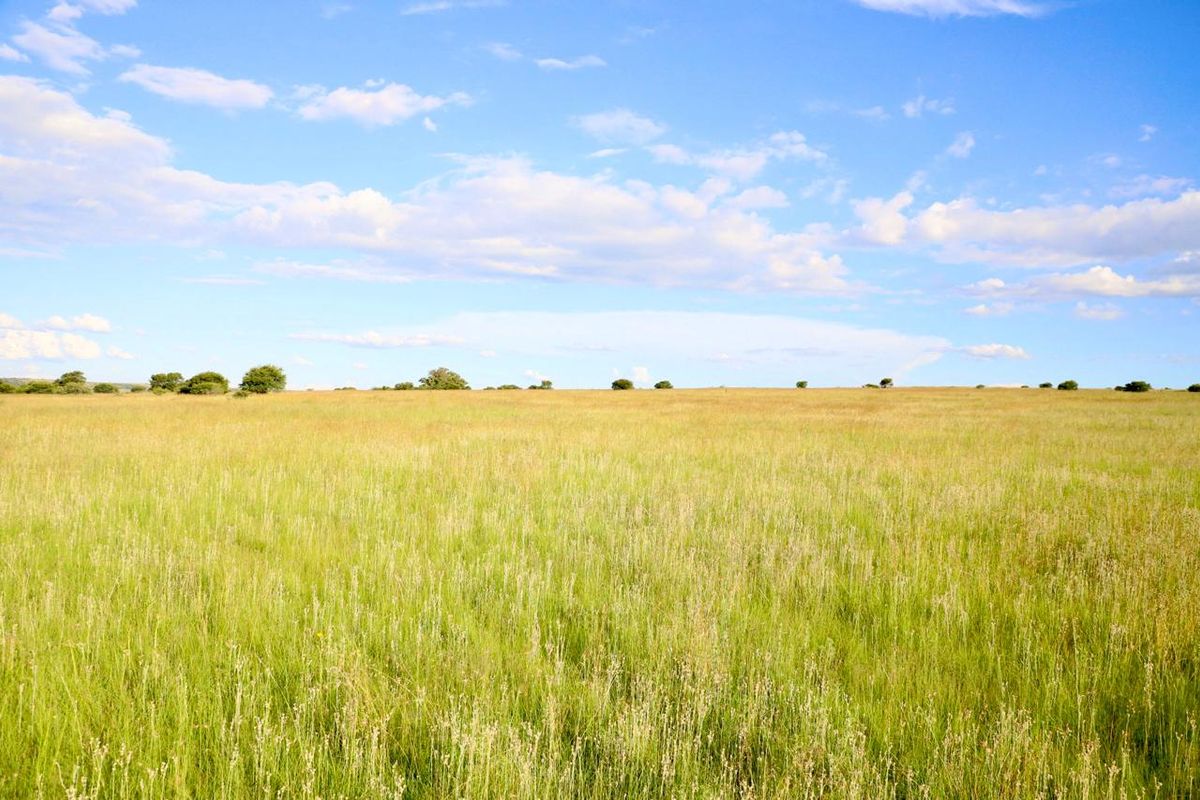 Exceptional Farming Opportunity — 312.0183 ha Grazing Farm with a 4 Bedroom Home, 4 Dams and 8  Boreholes Off the Grid with Solar - Photo 2